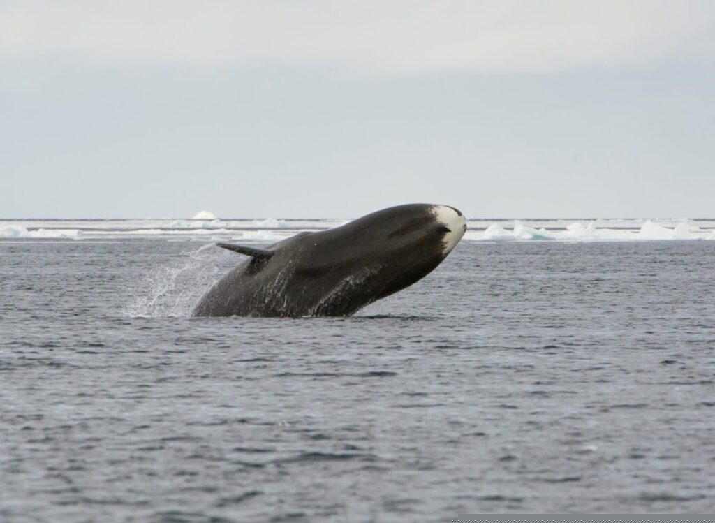 K2BPCD Bowhead whale (Balaena mysticetus) breaching, Canada, Arctic Ocean.
