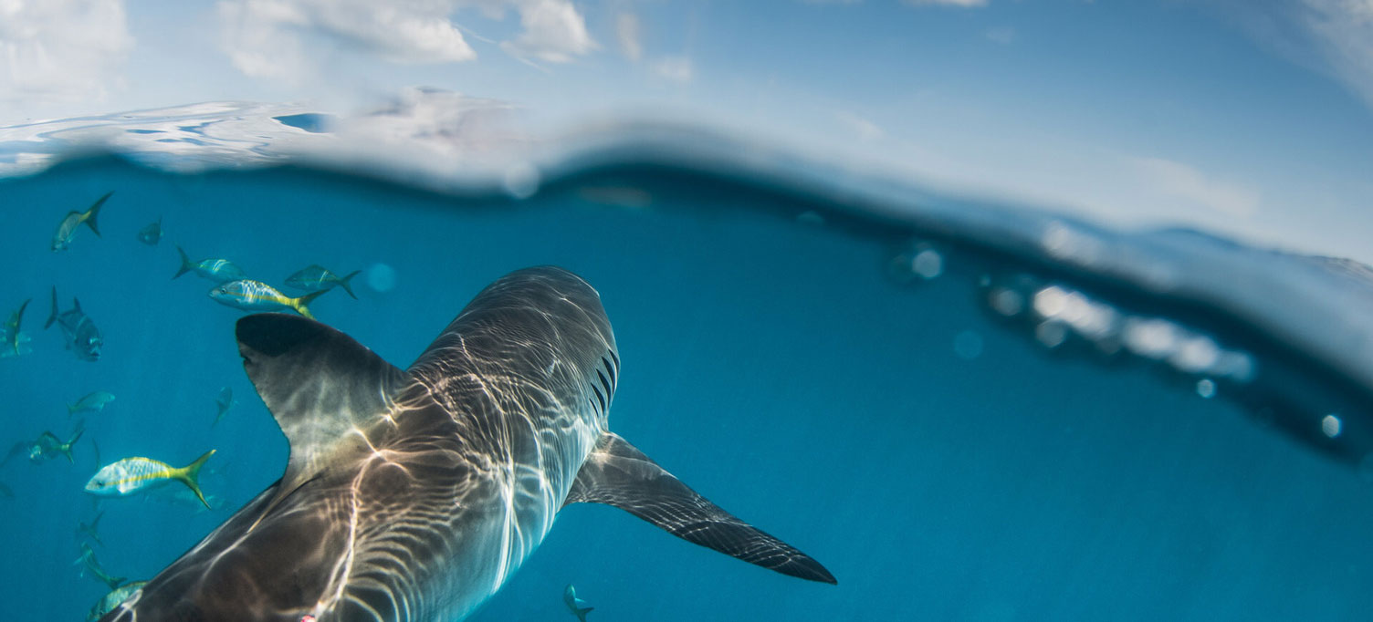 A silky shark swims in blue ocean waters