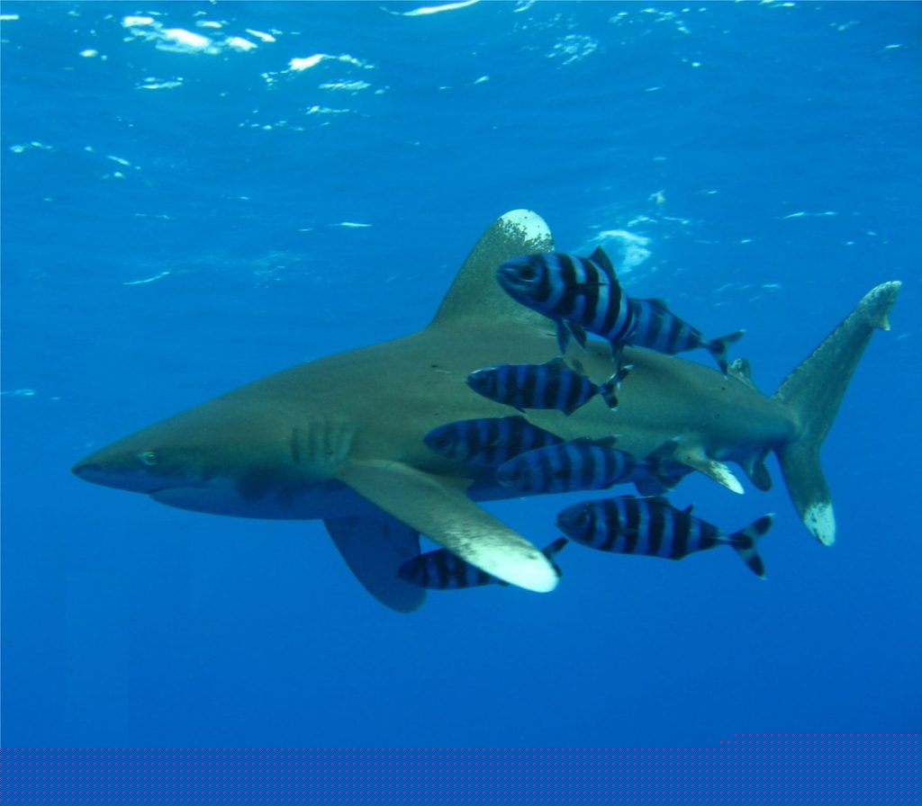 oceanic whitetip shark swimming with fish