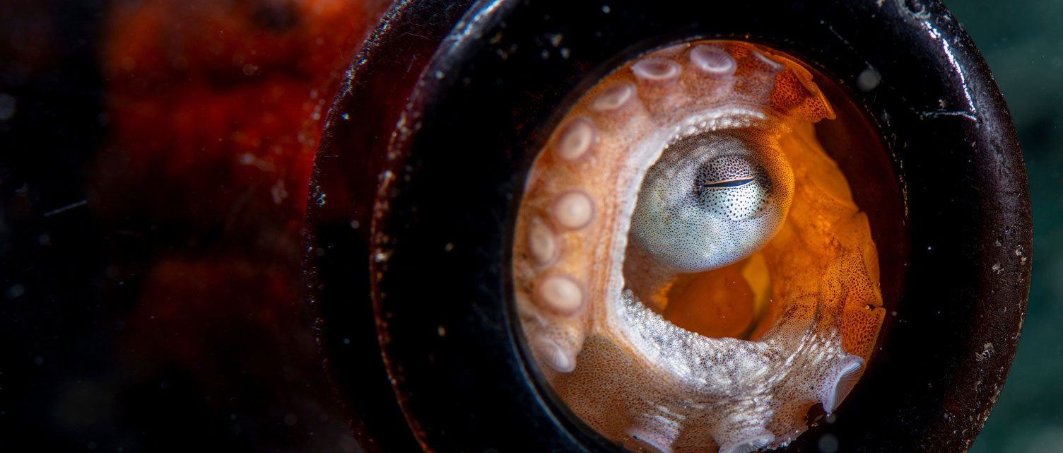 An octopus appears to be flexing its tentacle from within a discarded beer bottle.