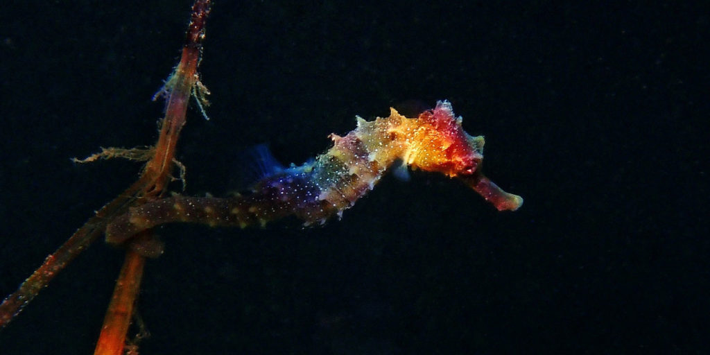 A juvenile Shorthead Seahorse swimming close to the surface as a rainbow of light captures it. A shift in the angle of my camera creates a black background.