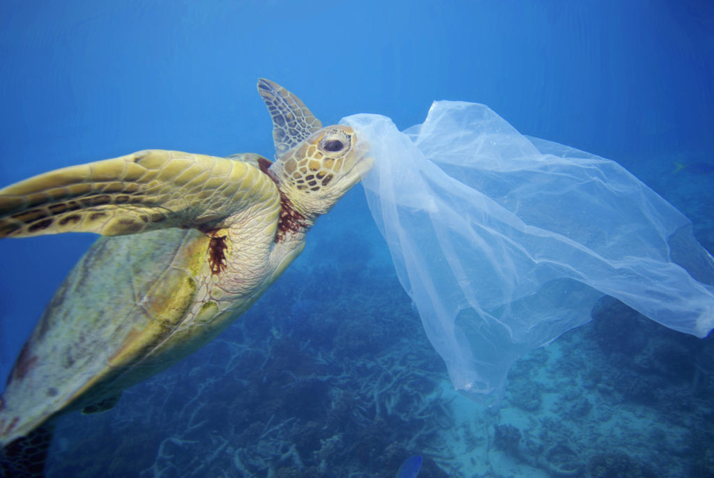 Green Turtle attempting to eat a discarded plastic bag