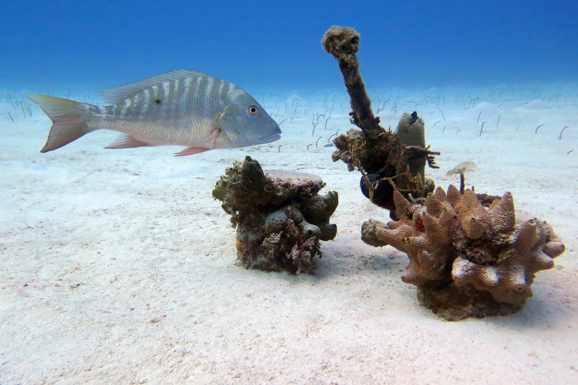 A Mutton Snapper pauses for a break near some structure at La Mesa Reef with Brown Garden Eels in the sand in the background